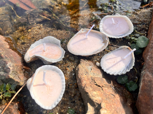 seashell candle